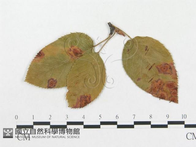 登錄號:F0011556藏品圖，第1張