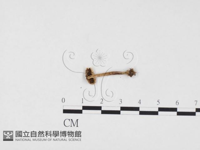 鬼傘屬藏品圖，第3張