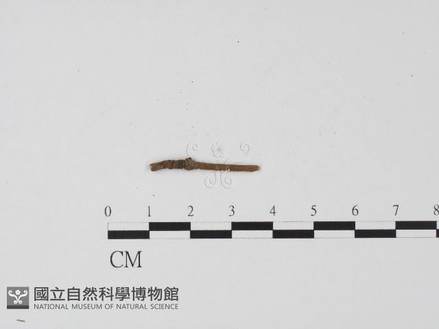 登錄號:F0004556藏品圖，第3張