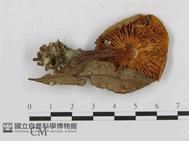 登錄號:F0014556藏品圖，第3張