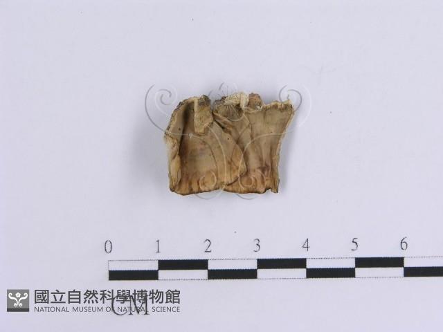 韌革菌屬藏品圖，第3張