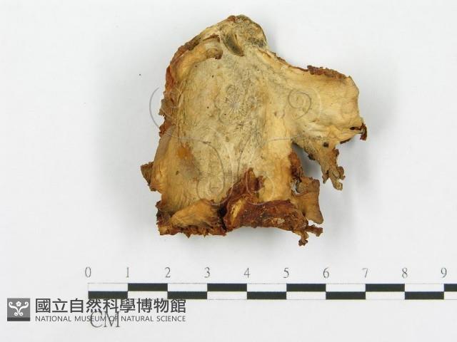 糙皮側耳藏品圖，第3張