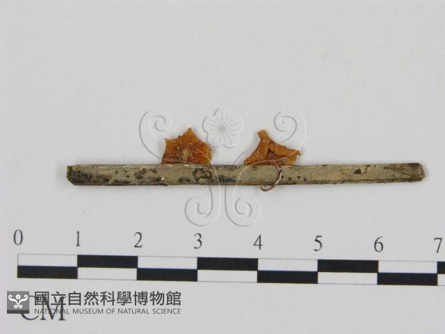 登錄號:F0007556藏品圖，第3張