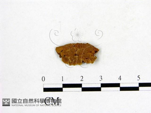 登錄號:F0017556藏品圖，第1張