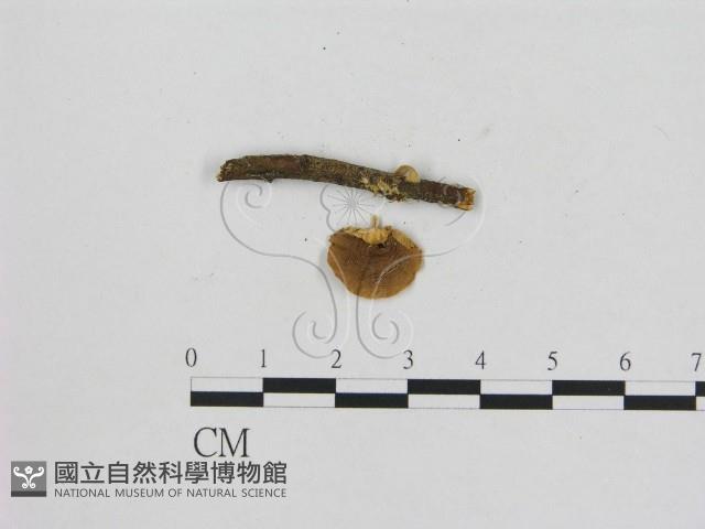 小菇屬藏品圖，第3張