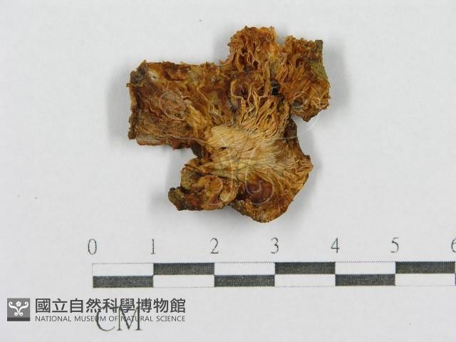 登錄號:F0015556藏品圖，第3張