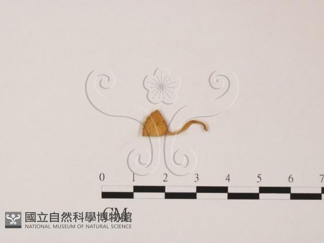 登錄號:F0019556藏品圖，第3張