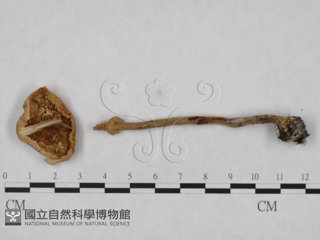 登錄號:F0023556藏品圖，第3張