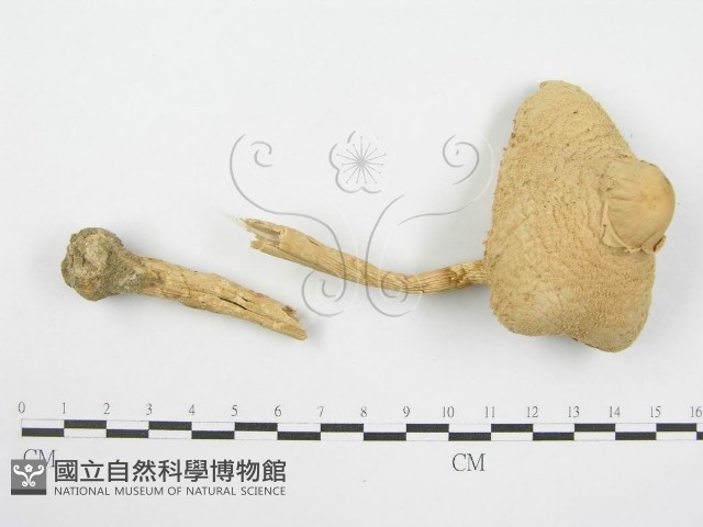 登錄號:F0003556藏品圖，第3張