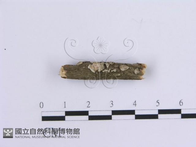 登錄號:F0013556藏品圖，第3張