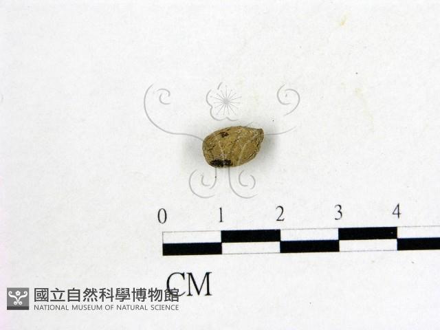 登錄號:F0000156藏品圖，第3張