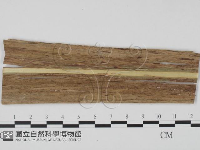 登錄號:F0010156藏品圖，第3張