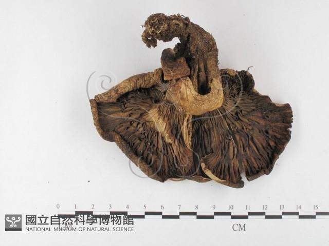 登錄號:F0026156藏品圖，第3張