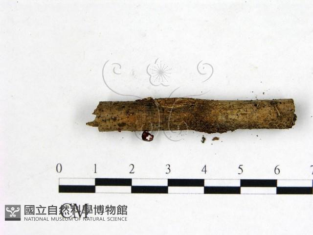 登錄號:F0001156藏品圖，第3張