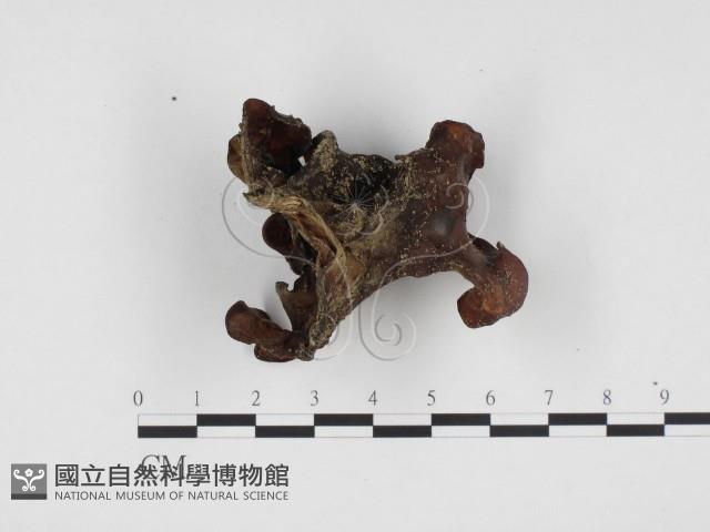 登錄號:F0024156藏品圖，第3張