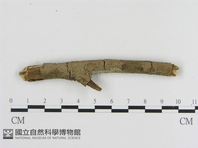 刺革菌屬藏品圖，第3張