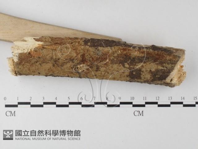 登錄號:F0022156藏品圖，第3張