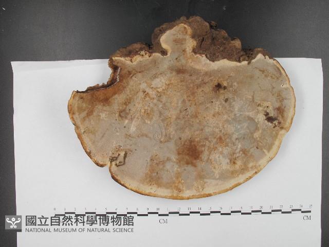 登錄號:F0017156藏品圖，第3張