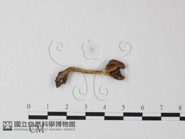 鵝膏屬藏品圖，第3張