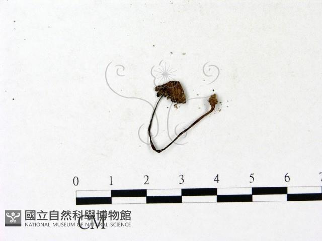 鬼傘屬藏品圖，第3張