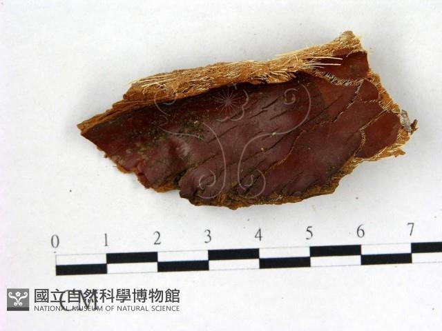 登錄號:F0003156藏品圖，第3張