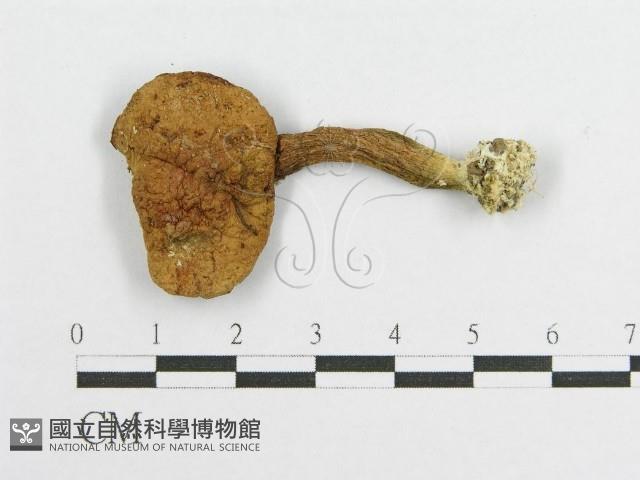 登錄號:F0013156藏品圖，第3張