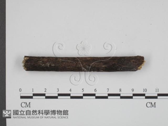 登錄號:F0010056藏品圖，第3張