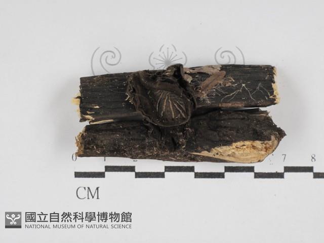 登錄號:F0030056藏品圖，第3張