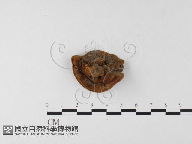 登錄號:F0026056藏品圖，第3張