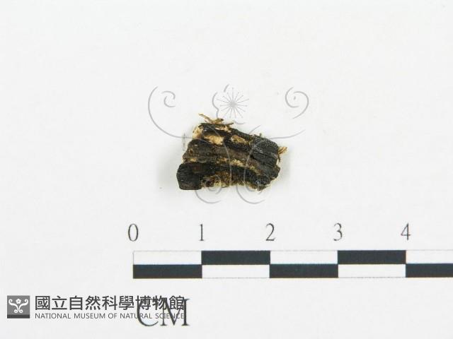 登錄號:F0006056藏品圖，第3張