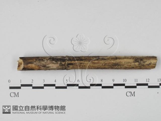 登錄號:F0021056藏品圖，第3張
