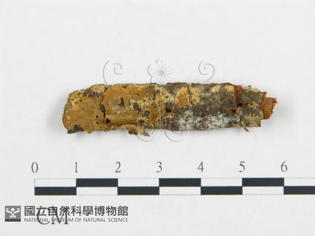 登錄號:F0001056藏品圖，第1張