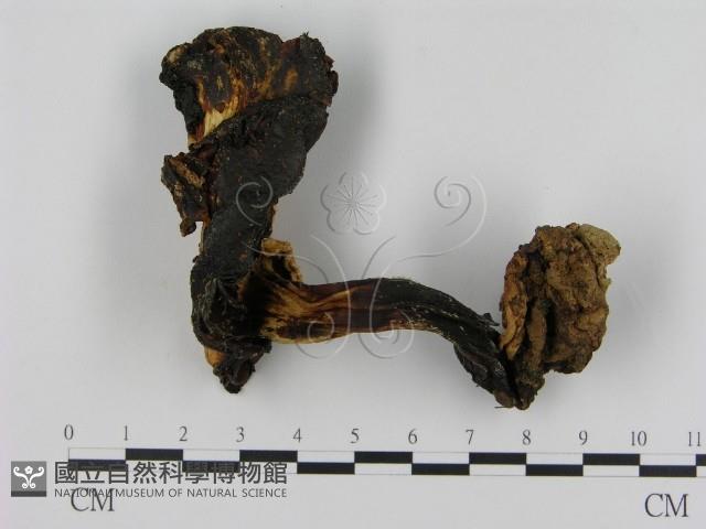 登錄號:F0011056藏品圖，第3張