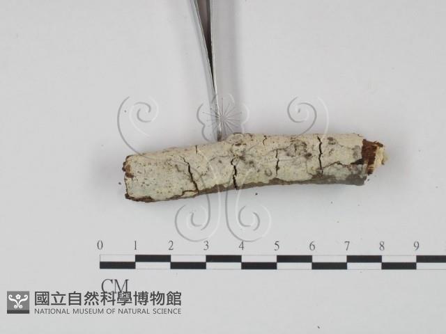 剛毛絲皮菌藏品圖，第3張