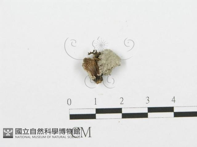 裂褶菌藏品圖，第3張