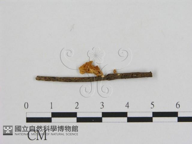 登錄號:F0012056藏品圖，第3張