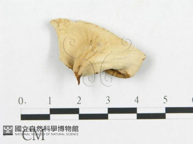 登錄號:F0007056藏品圖，第3張