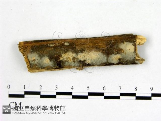 顯絲菌屬藏品圖，第3張