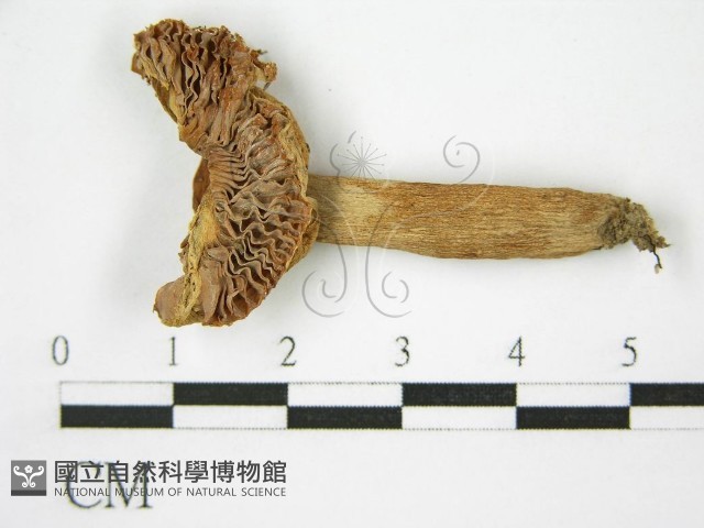 登錄號:F0008356藏品圖，第3張