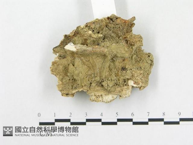 登錄號:F0020356藏品圖，第3張