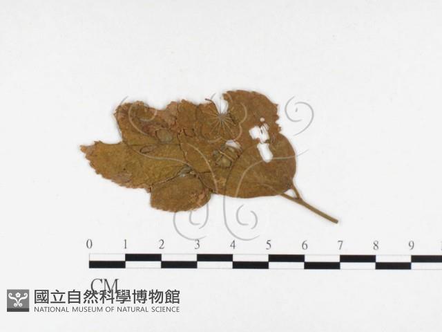 登錄號:F0026356藏品圖，第1張