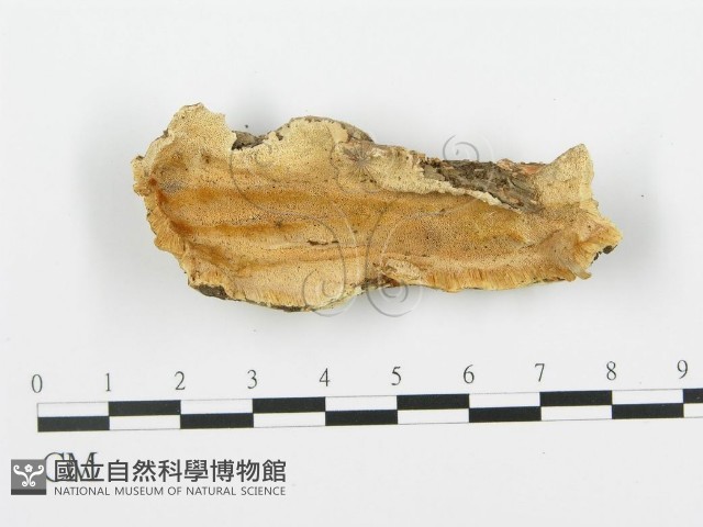 登錄號:F0006356藏品圖，第1張