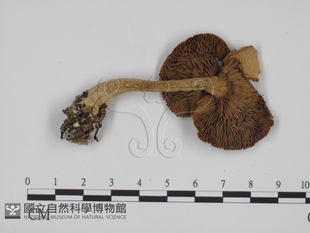 登錄號:F0016356藏品圖，第3張