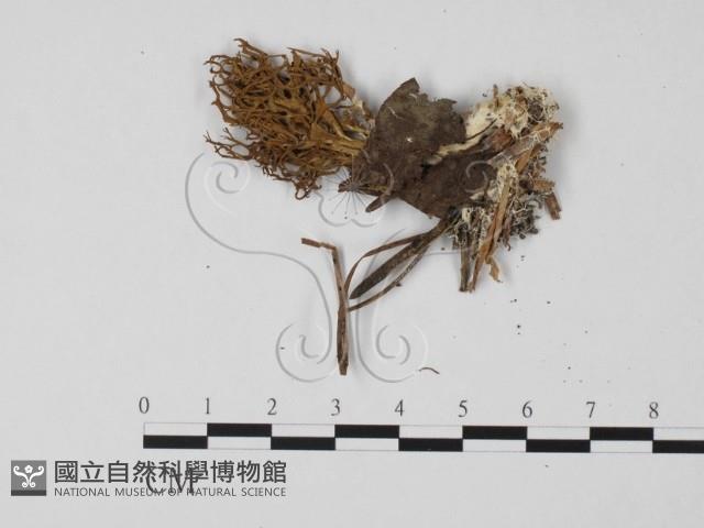 登錄號:F0021356藏品圖，第3張