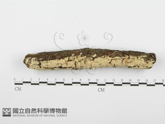 齒耳菌屬藏品圖，第3張