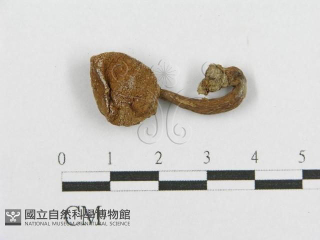 登錄號:F0011356藏品圖，第3張