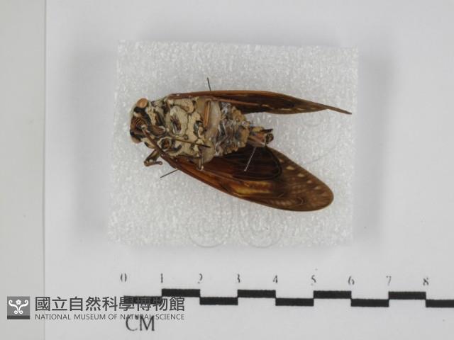 登錄號:F0031356藏品圖，第3張