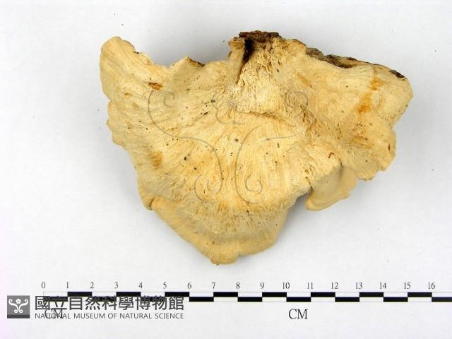 登錄號:F0002356藏品圖，第3張