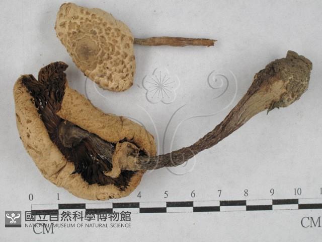 登錄號:F0027356藏品圖，第3張