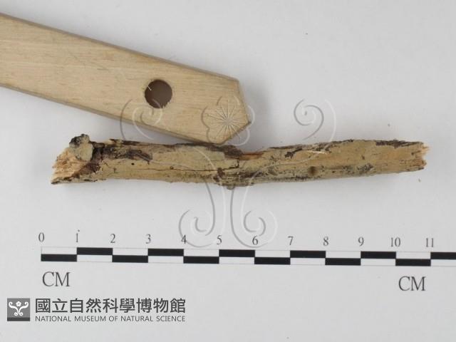 登錄號:F0025356藏品圖，第3張